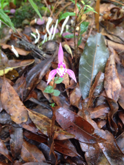 Triphora trianthophoros