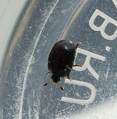 Cyllodes ater