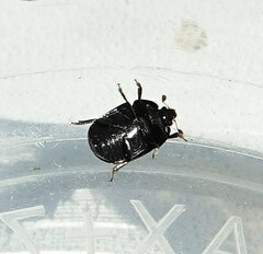 Cyllodes ater