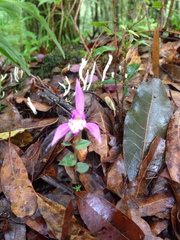 Triphora trianthophoros