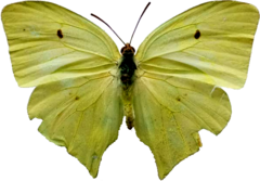 Phoebis neocypris neocypris