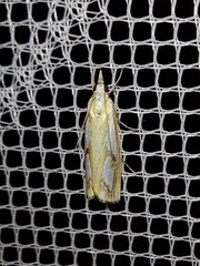 Catoptria pinella
