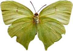 Phoebis neocypris neocypris