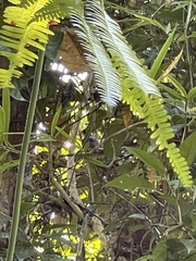 Ptilinopus occipitalis