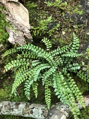 Asplenium viride image