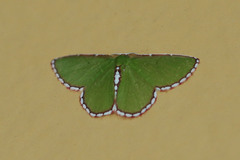 Synchlora pulchrifimbria