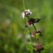 Mentha × verticillata - Photo (c) Wolfgang Jauch, algunos derechos reservados (CC BY), subido por Wolfgang Jauch