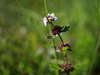 Mentha × verticillata - Photo (c) Wolfgang Jauch, some rights reserved (CC BY), uploaded by Wolfgang Jauch