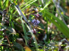 Mentha × verticillata