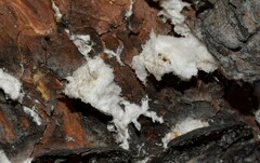 Marchalina hellenica