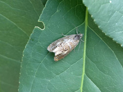 Olethreutes arcuella