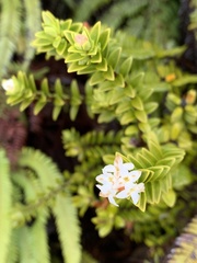 Pimelea buxifolia