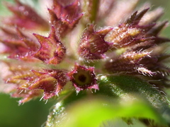 Mentha × verticillata