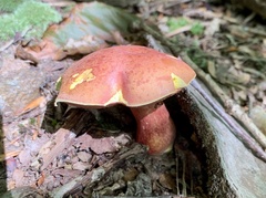 Boletus carminiporus