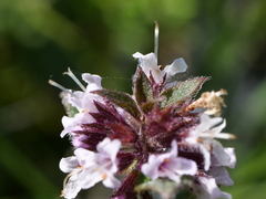 Mentha × verticillata