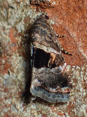 Tripudia rectangula
