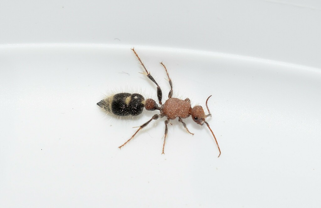 Apterogyninae