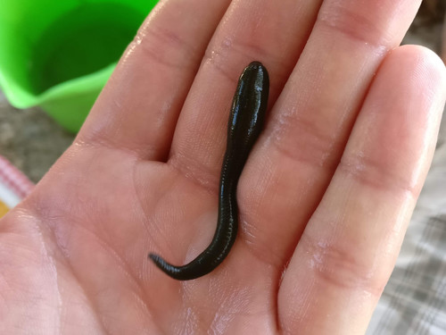 Haemopis sanguisuga