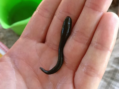 Haemopis sanguisuga