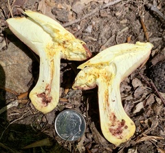 Boletus carminiporus