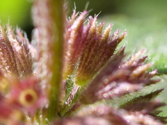 Mentha × verticillata