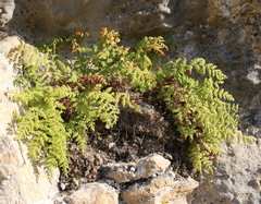 Woodsia caucasica