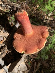 Boletus carminiporus
