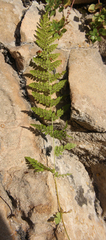 Woodsia caucasica
