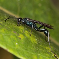 Chalybion californicum