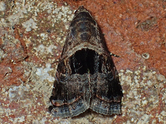 Tripudia rectangula