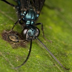 Chalybion californicum