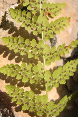 Woodsia caucasica