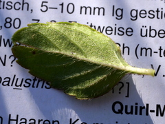 Mentha × verticillata