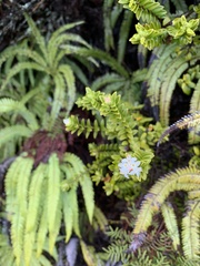 Pimelea buxifolia