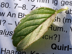 Mentha × verticillata