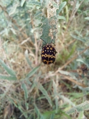 Orsilochides scurrilis