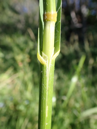 Glyceria grandis