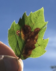 Ectoedemia platanella