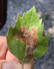 Ectoedemia platanella