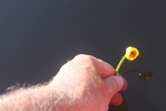 Nuphar microphylla