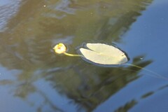 Nuphar microphylla