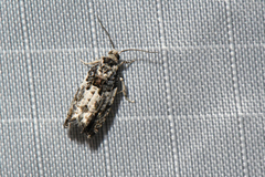 Gypsonoma adjuncta