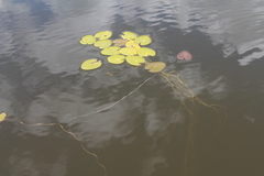 Nuphar microphylla