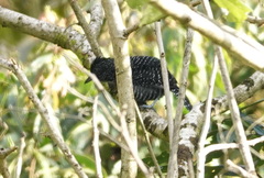 Thamnophilus tenuepunctatus