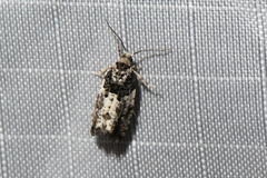 Gypsonoma adjuncta