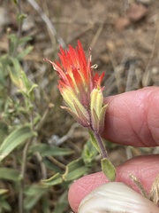 Castilleja pruinosa
