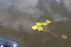Nuphar microphylla