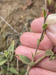 Castilleja pruinosa