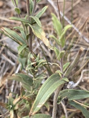 Castilleja pruinosa