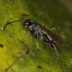 Auplopus carbonarius